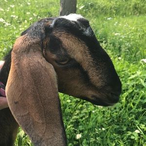 Meet your Posher, Cindy